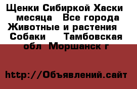 Щенки Сибиркой Хаски 2 месяца - Все города Животные и растения » Собаки   . Тамбовская обл.,Моршанск г.